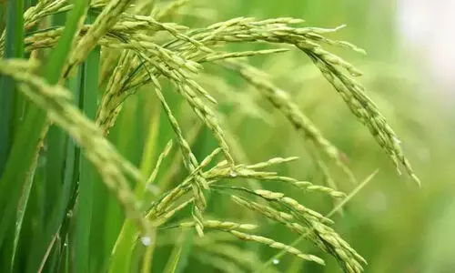 പ്രകൃതി​ക്ഷോഭം: വിള ഇൻഷുറൻസ്​ പദ്ധതിയെ ആശ്രയിച്ച് കൂടുതൽ കർഷകർ