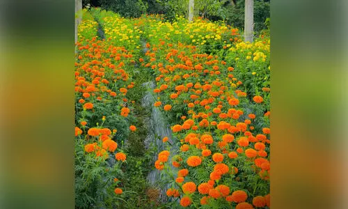 99.9 ഏ​ക്ക​റി​ൽ പൂ​ക്കാ​ലം ഒ​രു​ക്കി കു​ടും​ബ​ശ്രീ