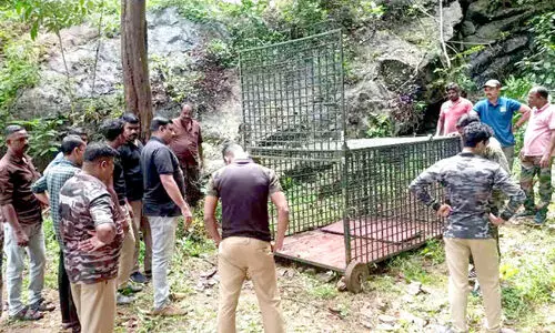 എഴുപതേക്കറിൽ കടുവയെ കുടുക്കാൻ കെണിയെത്തി; ഇരയെ വെക്കാൻ ഫണ്ടില്ല