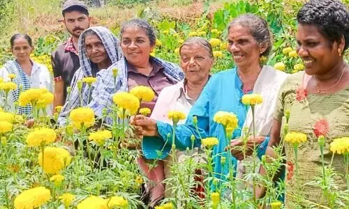 Flower farming