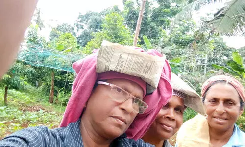 പച്ചക്കറി കൃഷിയിൽ  മൂവർസംഘത്തി​ന്‍റെ വിജയഗാഥ