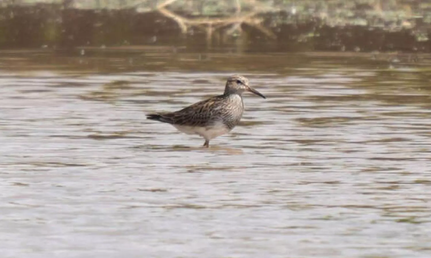പ്ര​കൃ​തി സം​ര​ക്ഷി​ത പ്ര​ദേ​ശ​മാ​യ റോ​യ​ൽ റി​സ​ർ​വി​ൽ അ​പൂ​ർ​വ ദേ​ശാ​ട​ന പ​ക്ഷി