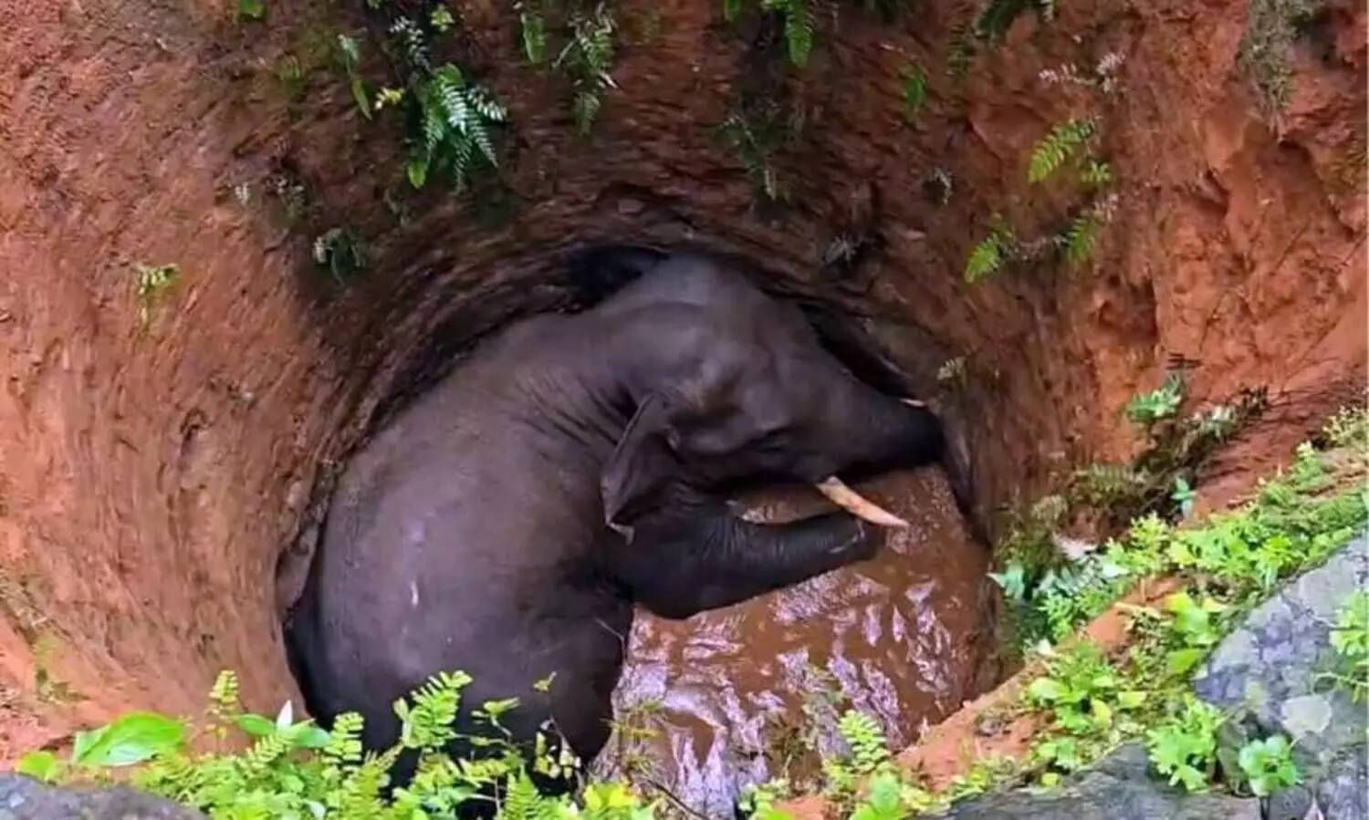 കോതമംഗലത്ത് കാട്ടാന കിണറ്റിൽ വീണു; വനംവകുപ്പിനെതിരെ പ്രതിഷേധവുമായി നാട്ടുകാര്‍
