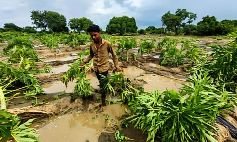 Damage caused to papaya plantation in Birala village due to river overflow