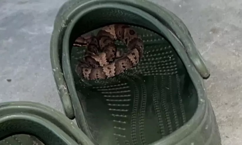 ക്രോക്സിനുള്ളിൽ വിഷപ്പാമ്പ്; കടിയേറ്റ് യുവ ഐ.ടി ജീവനക്കാരന് ദാരുണാന്ത്യം ക്രോക്സിനുള്ളിൽ വിഷപ്പാമ്പ്; കടിയേറ്റ് യുവ ഐ.ടി ജീവനക്കാരന് ദാരുണാന്ത്യം