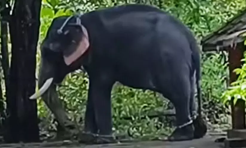 elephant attack in alappuzha elephant attack in alappuzha