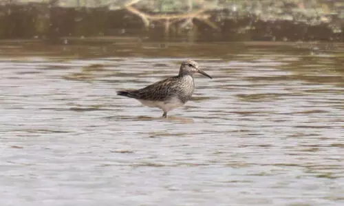 പ്ര​കൃ​തി സം​ര​ക്ഷി​ത പ്ര​ദേ​ശ​മാ​യ റോ​യ​ൽ റി​സ​ർ​വി​ൽ അ​പൂ​ർ​വ ദേ​ശാ​ട​ന പ​ക്ഷി