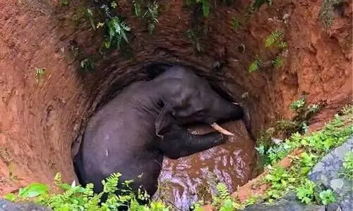 കോതമംഗലത്ത് കാട്ടാന കിണറ്റിൽ വീണു; വനംവകുപ്പിനെതിരെ പ്രതിഷേധവുമായി നാട്ടുകാര്‍