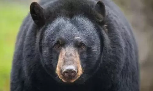 bear attacked women