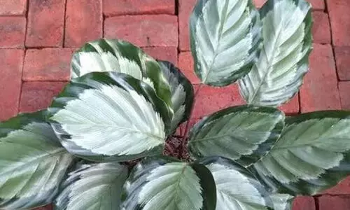 കലാത്തിയാ​ റോസിയോപിക്ട ​ കൊറോണ