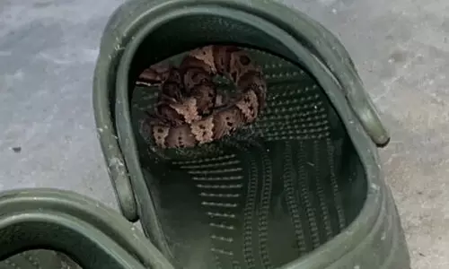 ക്രോക്സിനുള്ളിൽ വിഷപ്പാമ്പ്; കടിയേറ്റ് യുവ ഐ.ടി ജീവനക്കാരന് ദാരുണാന്ത്യം ക്രോക്സിനുള്ളിൽ വിഷപ്പാമ്പ്; കടിയേറ്റ് യുവ ഐ.ടി ജീവനക്കാരന് ദാരുണാന്ത്യം