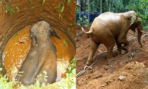 കിണറ്റില് വീണ കാട്ടുകൊമ്പനെ കരക്ക് കയറ്റിയത് 12 മണിക്കൂറിന് ശേഷം കിണറ്റില് വീണ കാട്ടുകൊമ്പനെ കരക്ക് കയറ്റിയത് 12 മണിക്കൂറിന് ശേഷം