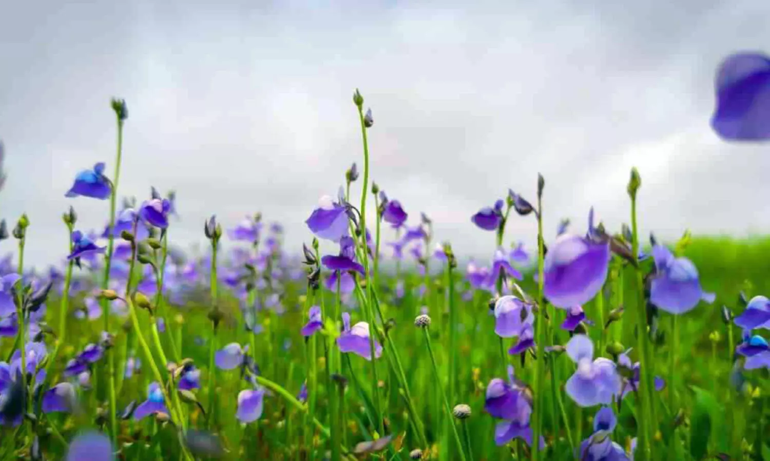 ചേറ്റുപാടക്കരയിലെ കാക്കപ്പൂ...