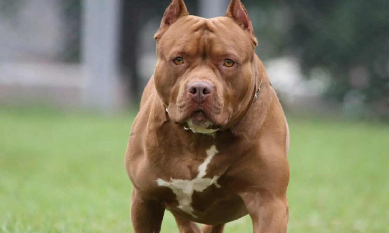 Pitbull, attack, dog attack,chennai, death news, പിറ്റ്ബുൾ, നായ് ആക്രമണം, ചെന്നൈ,