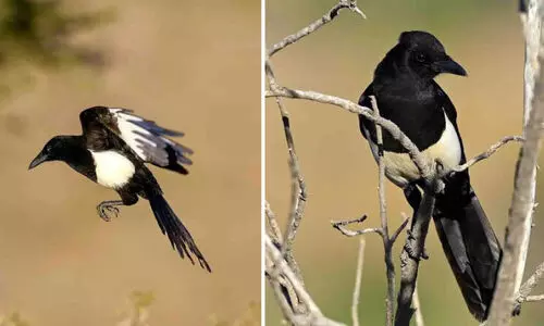 Various views of the Asir Magpie birds
