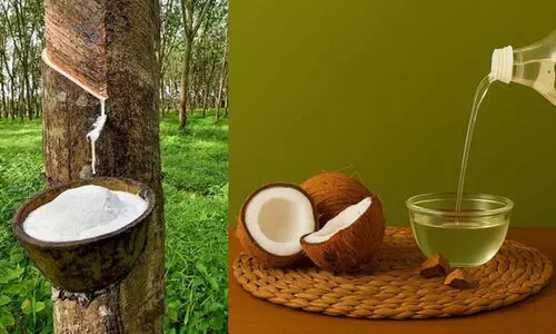 റബറിന് വിലങ്ങായി മഴ; വിലയിൽ തളർന്ന് വെളിച്ചെണ്ണ