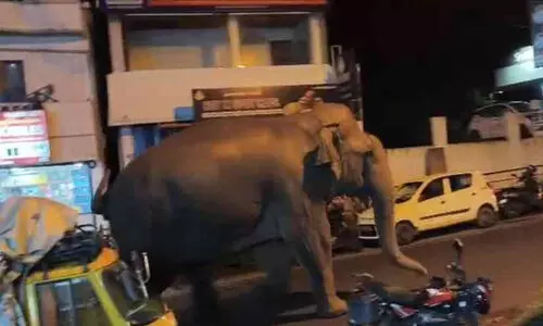 elephant elephant