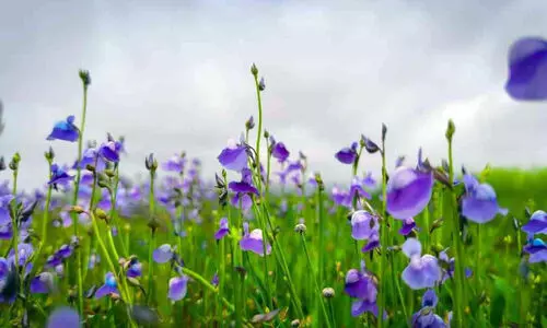 ചേറ്റുപാടക്കരയിലെ കാക്കപ്പൂ...