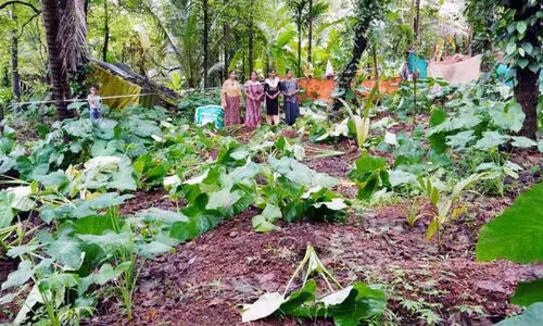 കാ​ട്ടു​പ​ന്നി​ക​ളുടെ വിഹാരം; വനിതകളുടെ ഓണകൃഷിയിടം ഇല്ലാതായി