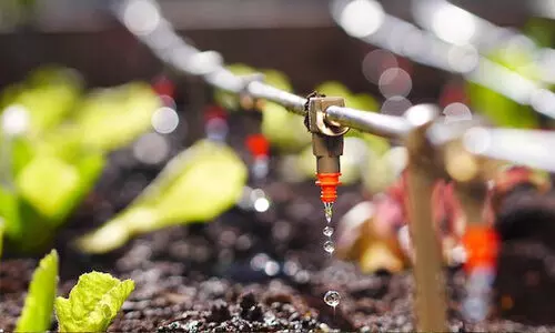 ഏഴു വർഷം നീണ്ട ഗവേഷണങ്ങൾക്കൊടുവിൽ വെള്ളത്തിലലിയുന്ന വളം നിർമിച്ച് ഇന്ത്യ; വളം മേഖലയിൽ നിർണായക നേട്ടം