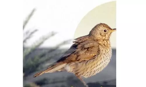 ഖത്തറിൽ പക്ഷിവേട്ട സീസണ് തുടക്കം