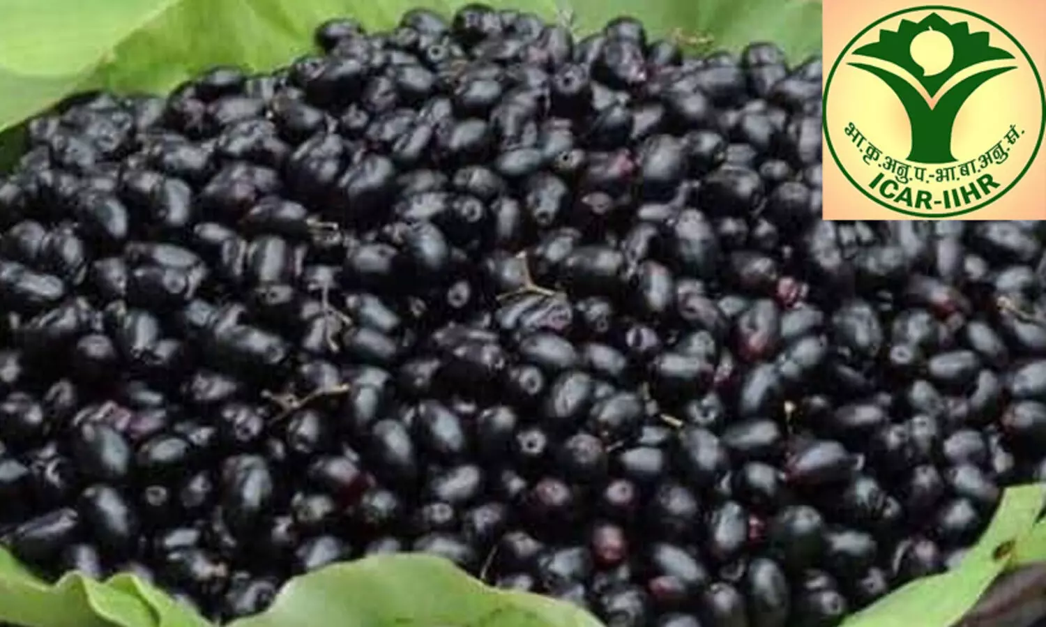 പു​തി​യ ഇ​നം ഞാ​വ​ൽ​പ്പ​ഴ​ങ്ങ​ൾ വി​ക​സി​പ്പി​ച്ചെ​ടു​ത്ത് ഐ.​സി.​എ.​ആ​ര്‍, ഐ.​ഐ.​എ​ച്ച്.​ആ​ര്‍