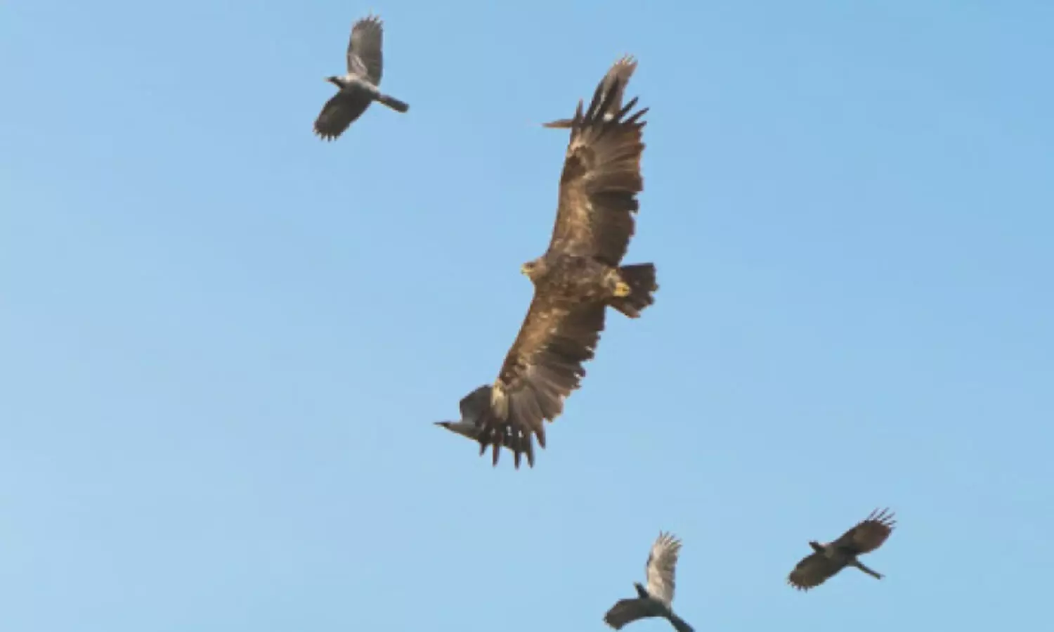 വം​ശ​നാ​ശ ഭീ​ഷ​ണി നേ​രി​ടു​ന്ന അ​പൂ​ർ​വ പ​രു​ന്തി​നെ ക​ണ്ടെ​ത്തി