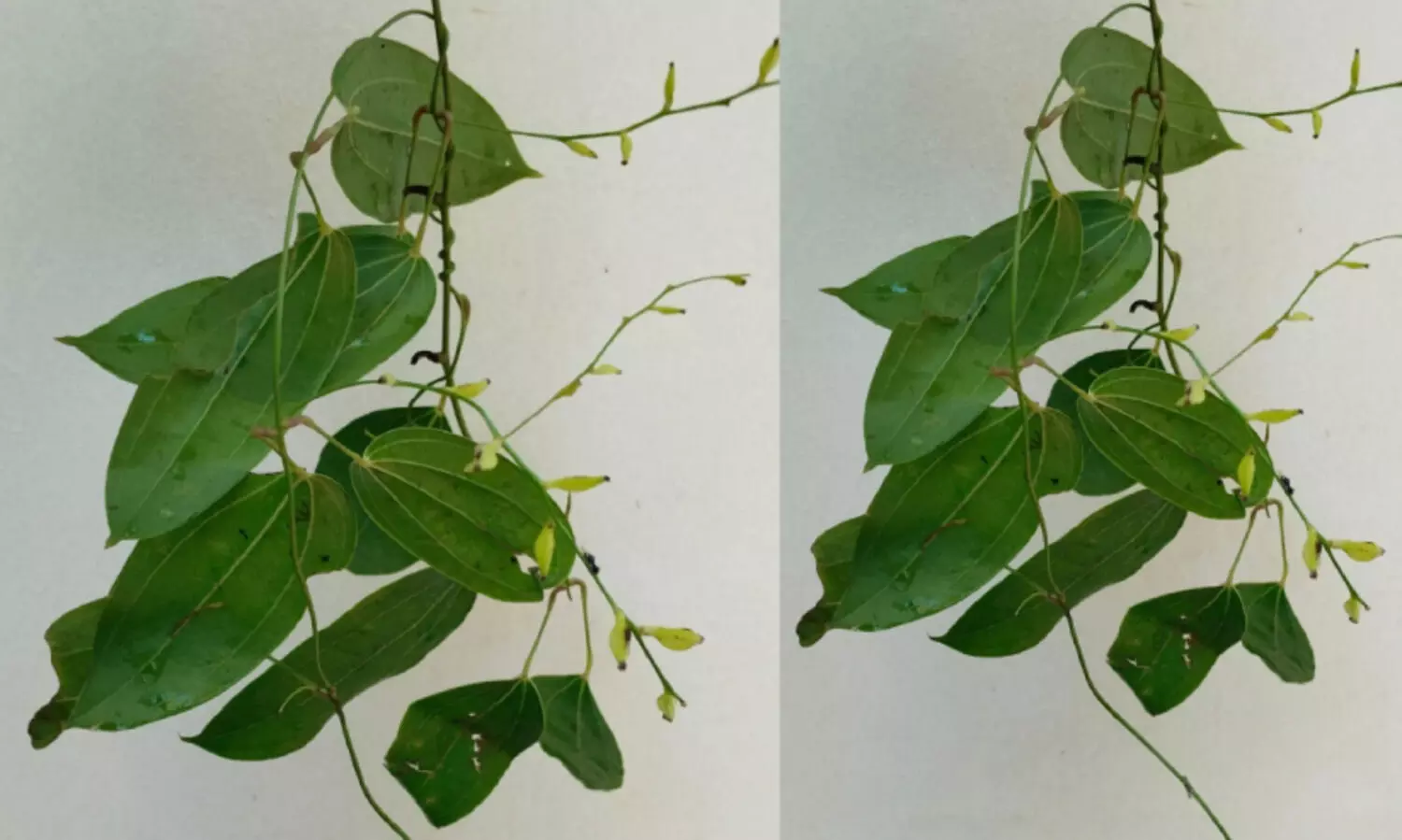 ഡ​യോ​സ്കോ​റി​യ ബാ​ല​കൃ​ഷ്ണ​നി, പ​ശ്ചി​മ​ഘ​ട്ട​ത്തി​ലെ പു​തു​കി​ഴ​ങ്ങ്