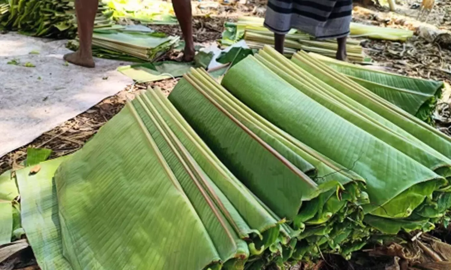 banana leaf