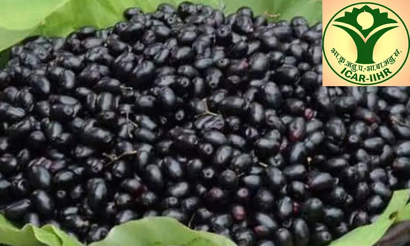 പു​തി​യ ഇ​നം ഞാ​വ​ൽ​പ്പ​ഴ​ങ്ങ​ൾ വി​ക​സി​പ്പി​ച്ചെ​ടു​ത്ത് ഐ.​സി.​എ.​ആ​ര്‍, ഐ.​ഐ.​എ​ച്ച്.​ആ​ര്‍