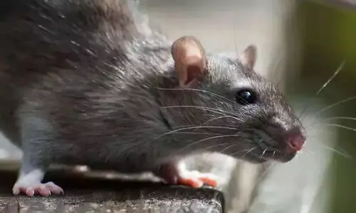 എ​ലി​പ്പ​നി; ര​ണ്ടു​വ​ർ​ഷ​ത്തി​നി​ടെ വ​യ​നാ​ട്ടി​ൽ 43 മ​ര​ണം