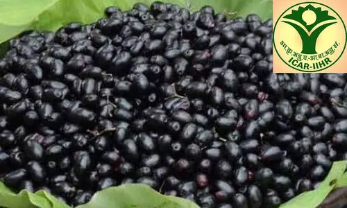 പു​തി​യ ഇ​നം ഞാ​വ​ൽ​പ്പ​ഴ​ങ്ങ​ൾ വി​ക​സി​പ്പി​ച്ചെ​ടു​ത്ത് ഐ.​സി.​എ.​ആ​ര്‍, ഐ.​ഐ.​എ​ച്ച്.​ആ​ര്‍