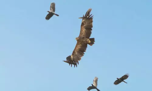 വം​ശ​നാ​ശ ഭീ​ഷ​ണി നേ​രി​ടു​ന്ന അ​പൂ​ർ​വ പ​രു​ന്തി​നെ ക​ണ്ടെ​ത്തി