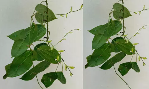 ഡ​യോ​സ്കോ​റി​യ ബാ​ല​കൃ​ഷ്ണ​നി, പ​ശ്ചി​മ​ഘ​ട്ട​ത്തി​ലെ പു​തു​കി​ഴ​ങ്ങ്