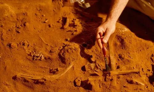 520 വർഷം പഴക്കമുളള അത്ഭുത ഫോസിൽ കണ്ടെത്തി ശാസ്ത്രജ്ഞർ; തലച്ചോറും കുടലും കേടുകൂടാതെ മണ്ണിനടിയിൽ