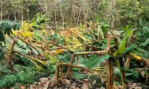 വിളനാശം നേരിട്ട കർഷകർക്ക് ഓണത്തിനും സഹായമില്ല