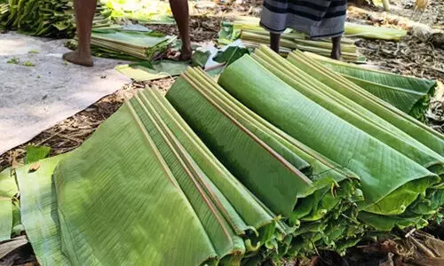 banana leaf