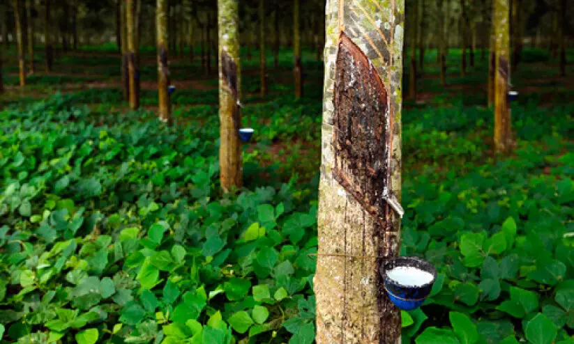 പ്രതീക്ഷയേകി റബർവില ഉയരുന്നു; വ്യാപാര ഉത്തേജന നടപടികൾക്കായി ആവശ്യം ശക്തം പ്രതീക്ഷയേകി റബർവില ഉയരുന്നു; വ്യാപാര ഉത്തേജന നടപടികൾക്കായി ആവശ്യം ശക്തം