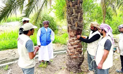 ഈ​ന്ത​പ്പ​ന​ക​ളി​ലെ കീ​ട​ബാ​ധ നി​യ​ന്ത്ര​ണം ദാ​ഹി​റ​യി​ൽ ഫ​ല​പ്ര​ദം