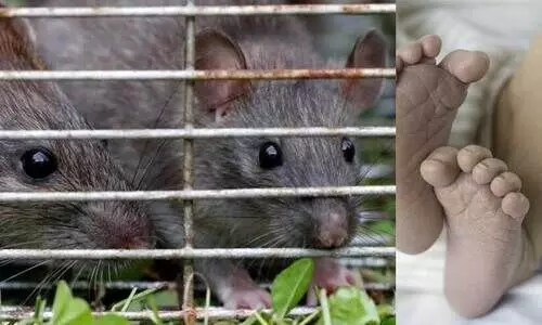 ആശുപത്രി ഐ.സി.യുവിൽ എലിയുടെ വിളയാട്ടം; നവജാത ശിശുക്കളെ കടിച്ചു; ഒരു മരണം