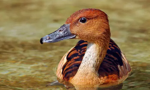 വലിയ ചൂളൻ എരണ്ടയെ കണ്ടെത്തി; പു​തു​പ്പ​ള്ളി-​ക​ടു​വാ​ക്കു​ളം റോ​ഡി​ൽ പാ​റ​ക്ക​ൽ​ക​ട​വി​ന് സ​മീ​പ​ത്താ​ണ്​ ഇ​വ​യെ ക​ണ്ട​ത്​