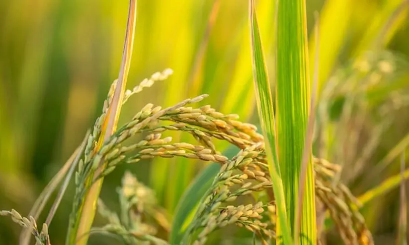 നെല്ലിന്റെ വില; ഇനി കുടിശ്ശിക 35.42 കോടി നെല്ലിന്റെ വില; ഇനി കുടിശ്ശിക 35.42 കോടി