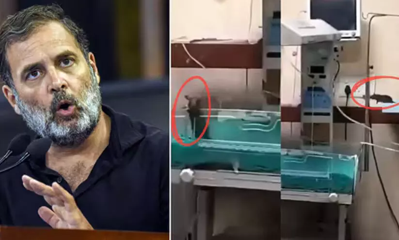 ‘സമ്പൂർണമായ കൊല, നട്ടെല്ല് വിറപ്പിക്കുന്ന വാർത്ത’; എലികളുടെ കടിയേറ്റുള്ള നവജാത ശിശുക്കളുടെ മരണത്തിൽ രാഹുൽ