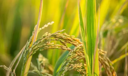 നെല്ലിന്‍റെ വില; ഇനി കുടിശ്ശിക 35.42 കോടി