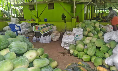 ഓണച്ചന്തകളിലേക്ക് ഇത്തവണ മറ്റത്തൂരിലെ മത്തനും കുമ്പളവുമില്ല