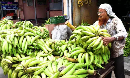 ഇ​ത്ത​വ​ണ​യും ഓ​ണ​വി​പ​ണി​യി​ൽ നേ​ന്ത്ര​ക്കാ​യ വി​ൽ​പ​ന ഉ​ഷാ​ർ