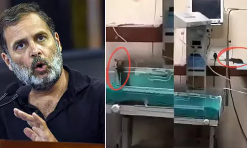 ‘സമ്പൂർണമായ കൊല, നട്ടെല്ല് വിറപ്പിക്കുന്ന വാർത്ത’; എലികളുടെ കടിയേറ്റുള്ള നവജാത ശിശുക്കളുടെ മരണത്തിൽ രാഹുൽ