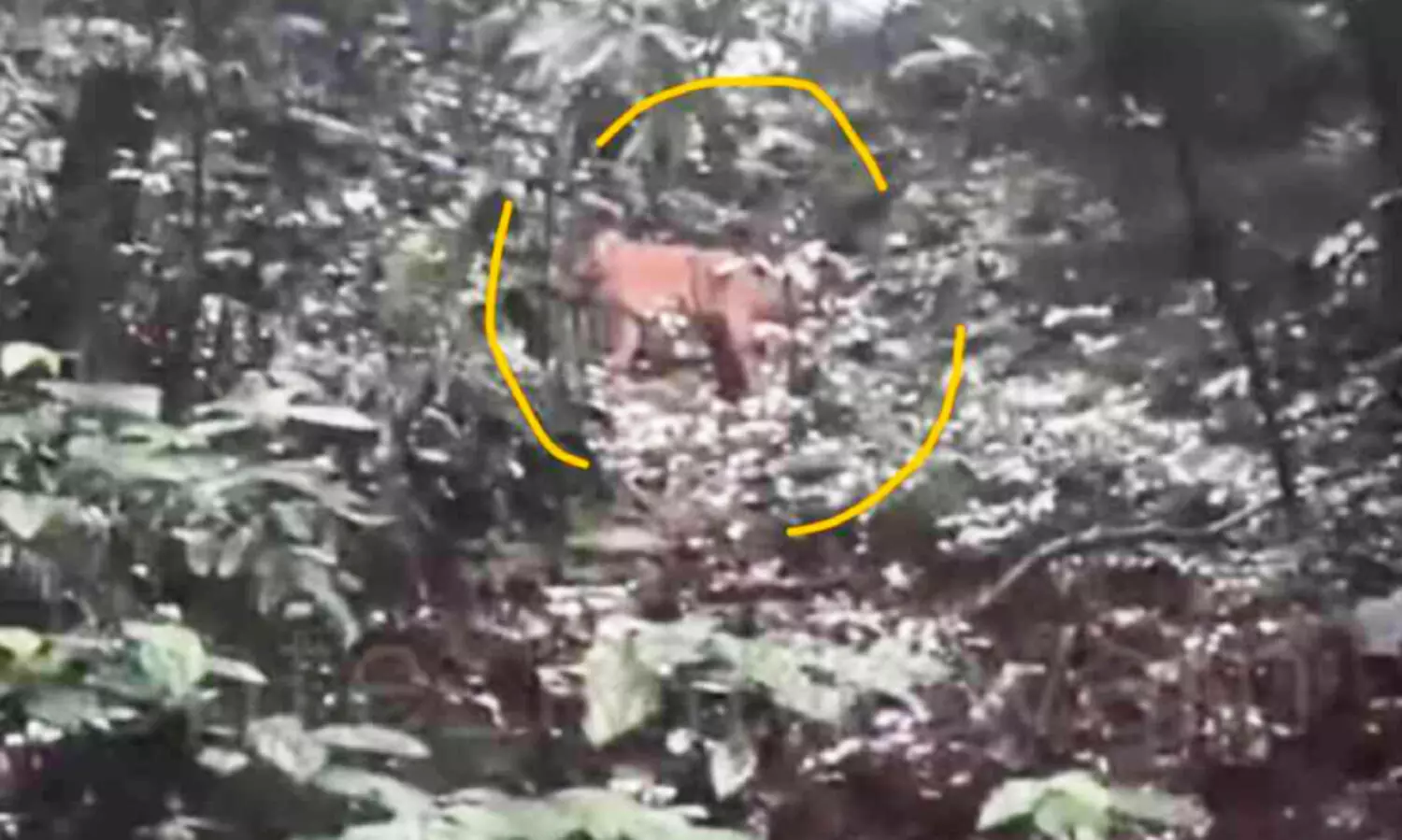 ക​ക്ക​യം ഡാം ​സൈ​റ്റ് റോ​ഡരികിൽ ക​ടു​വ​യെ ക​ണ്ടു