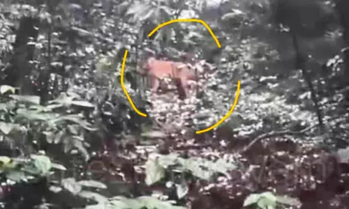 ക​ക്ക​യം ഡാം ​സൈ​റ്റ് റോ​ഡരികിൽ ക​ടു​വ​യെ ക​ണ്ടു