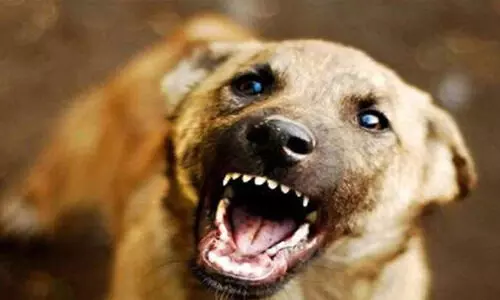 തെരുവുനായ അക്രമണം; 13പേർക്ക് പരിക്ക്